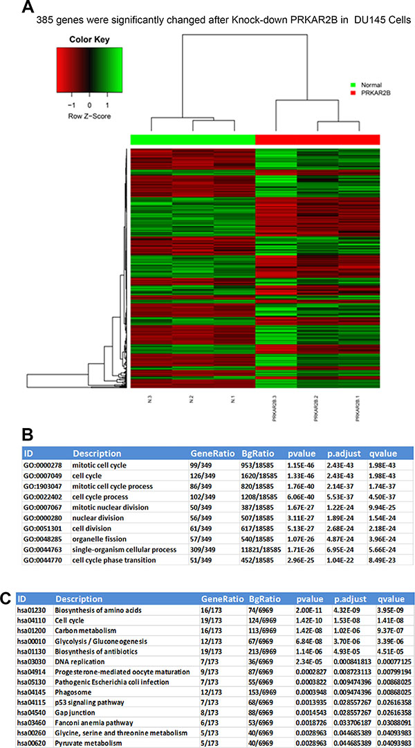 Whole genome transcriptome and pathway analyses of significantly and differentially changed genes regulated by PRKAR2B in DU145 cells.