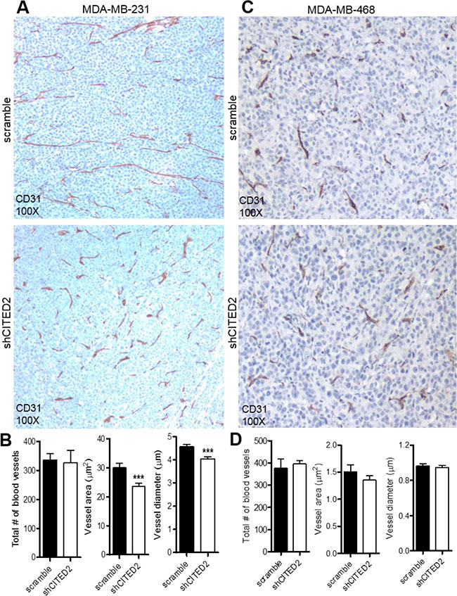CITED2 silencing attenuates MDA-MB-231, but not MDA-MB-468 tumor vascular area and diameter.