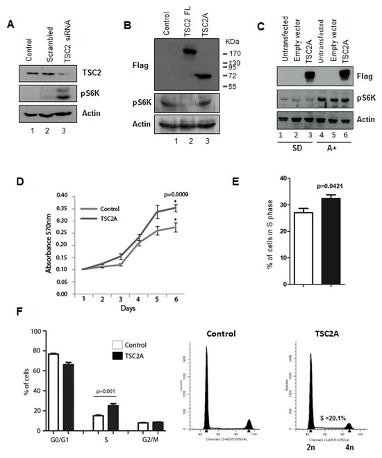 TSC2 isoform A does not inhibit mTOR signalling and increases cell proliferation.