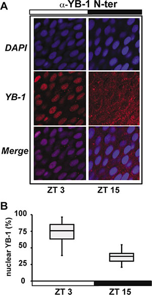 zfYB-1 cellular localization in zebrafish caudal fins.
