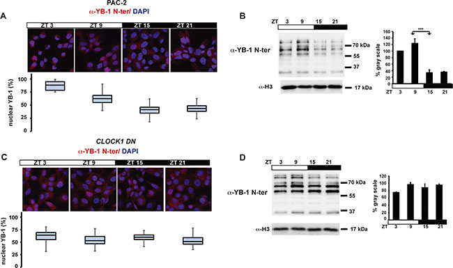Nuclear zfYB-1 expression in PAC-2 and CLOCK1 DN cells.