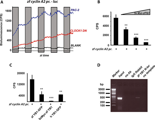 Regulation of zf Cyclin A2 expression by zfYB-1.