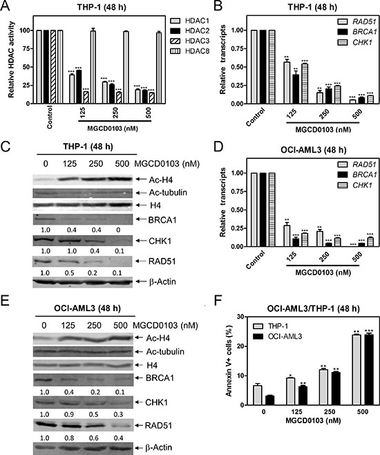 Inhibition of HDACs 1, 2, and 3 decreases the protein and transcript levels of BRCA1, CHK1, and RAD51, and induces apoptosis in AML cell lines.