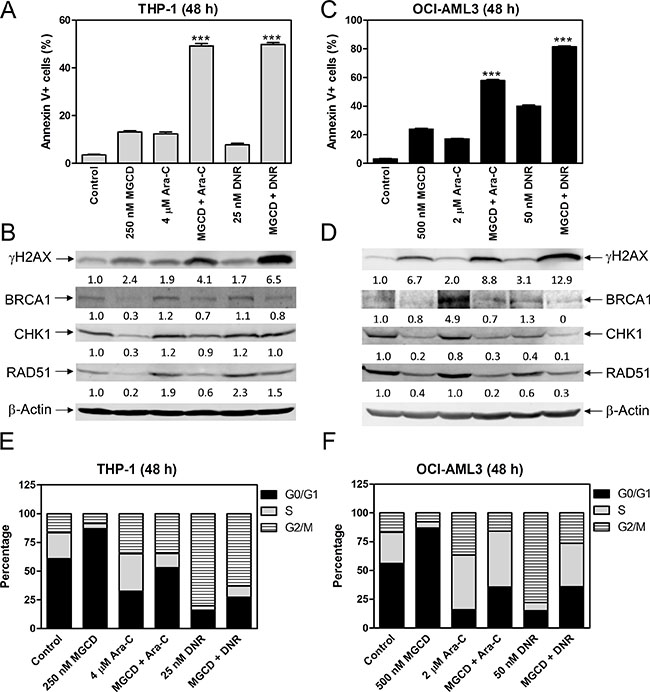 MGCD0103 cooperates with ara-C or DNR in inducing apoptosis and abrogates S and/or G2/M cell cycle checkpoint activation induced by ara-C or DNR in AML cells.