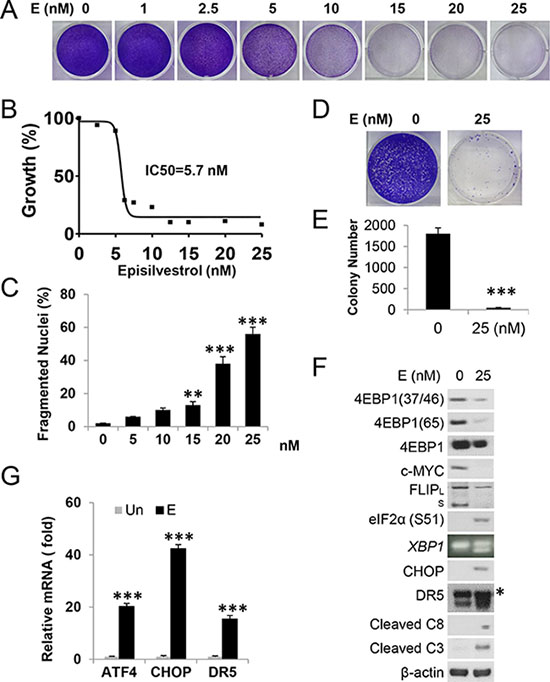Episilvestrol activates ER stress and apoptosis in HCT 116 cells.