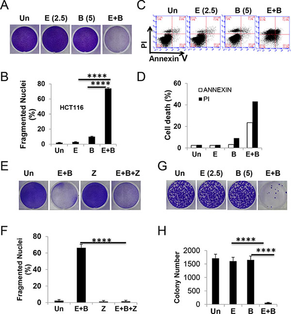 The Episilvestrol and Bortezomib combination potentiates the killing of HCT 116 cells.