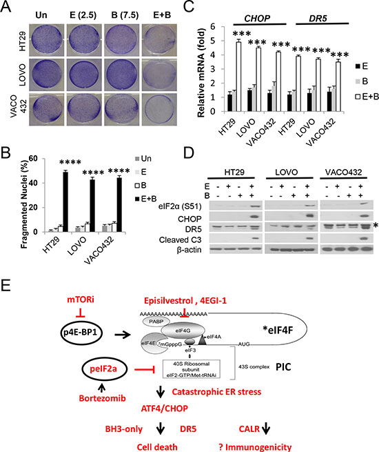 Episilvestrol and Bortezomib combination potently killings KRAS/BRAF mutant colon cancer cells.