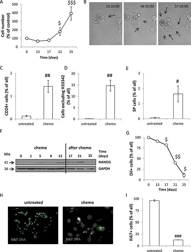 Senescent HCT116 cells exhibit certain features of cancer stem cells and re-populate in vitro culture after doxorubicin removal.