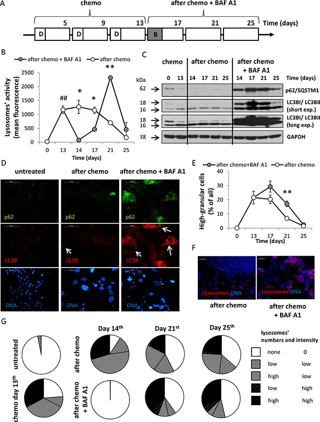 A single pulse of BAF A1 transiently blocks autophagy in senescent HCT116 cancer cells.