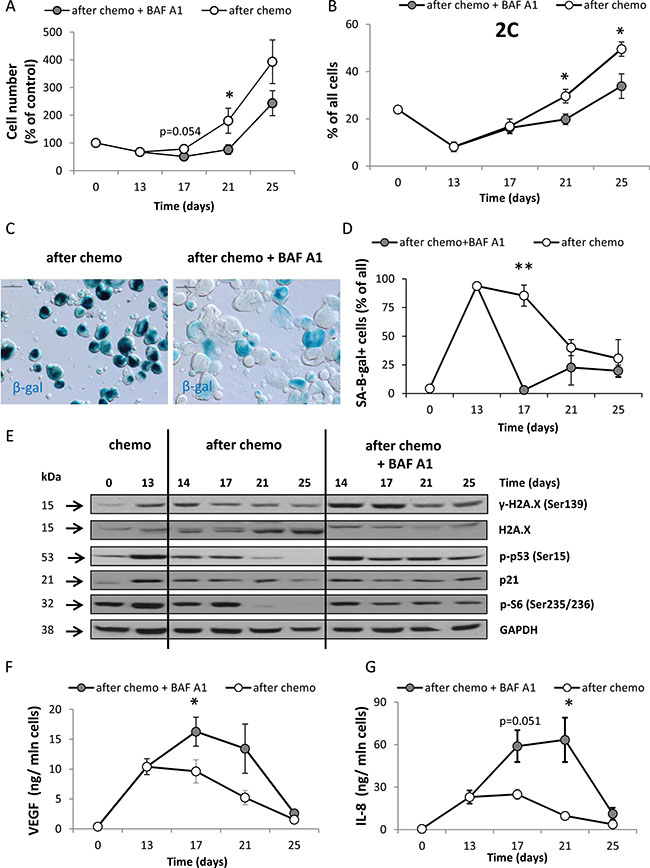 A single pulse of BAF A1 transiently delays re-population of HCT116 cell cultures.