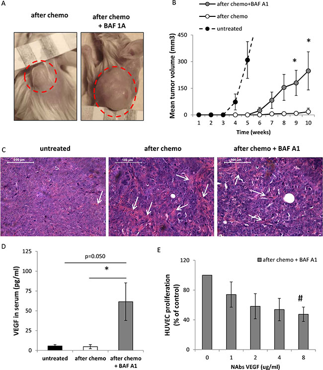Pulse BAF A1 treatment of senescent HCT116 cells accelerates tumor growth in NOD/SCID mice.