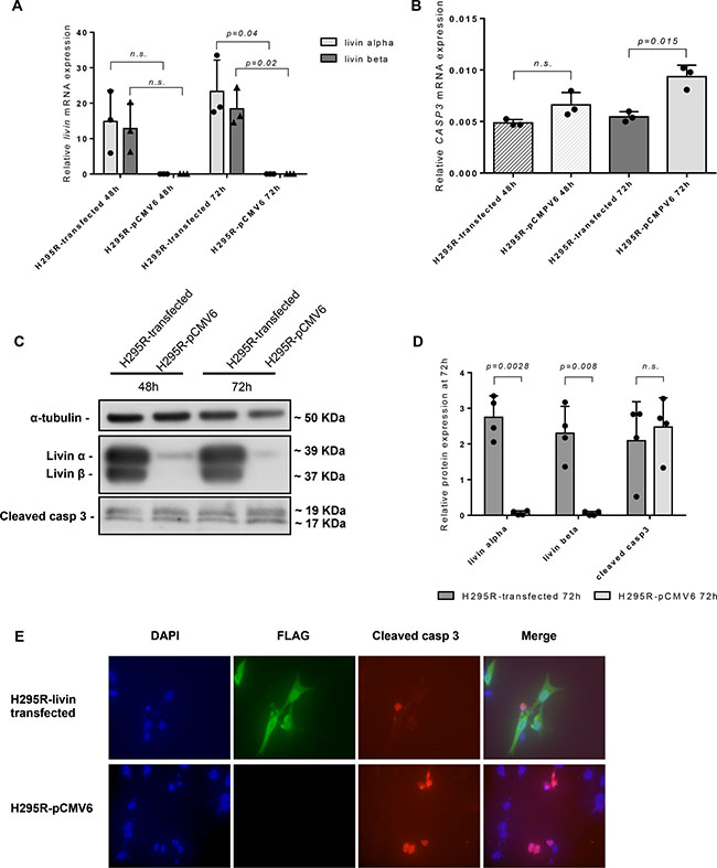 Effect of livin overexpression on adrenocortical cell line NCI-H295R in vitro.