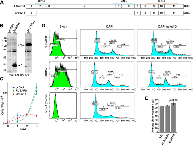 BARD1&#x03B4; overexpression reduces cell proliferation rate and causes cell cycle arrest.