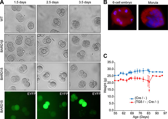 BARD1&#x03B4; blocks cell proliferation in vivo.