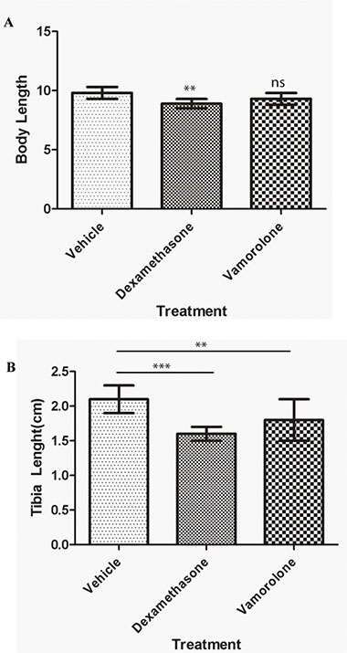 Vamorolone does not inhibit the growth of mice in vivo.