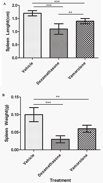 Vamorolone is less immunotoxic compared to dexamethasone.