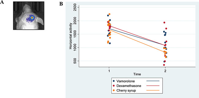 Vamorolone and dexamethasone increase the activity of tumor bearing mice.