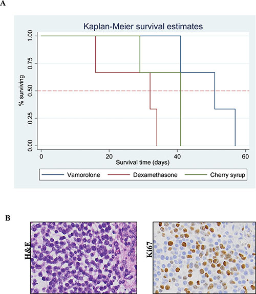 Tumor bearing mice when treated with vamorolone have better survival.