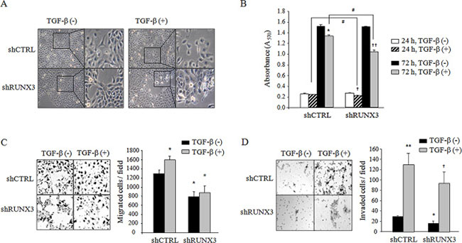 The effect of RUNX3 knockdown on the viability, migration, and invasion of OSCC cells in the absence or presence of TGF-&#x03B2;.