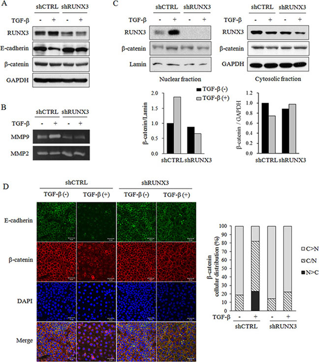 The effect of RUNX3 knockdown on the expression of EMT markers by OSCC cells in the absence or presence of TGF-&#x03B2;.