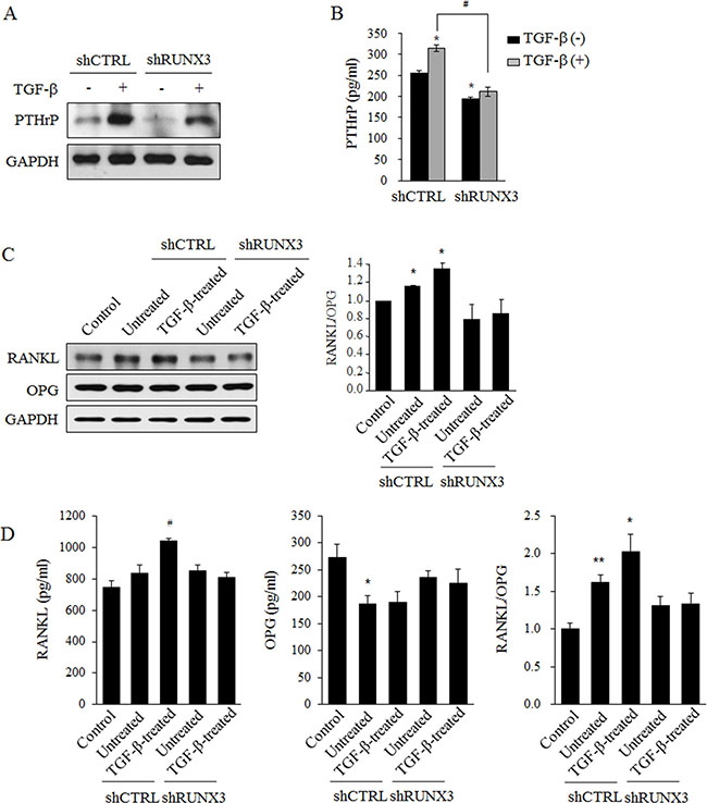 The effect of RUNX3 knockdown on the expression of PTHrP in OSCC cells and RANKL expression in osteoblasts.