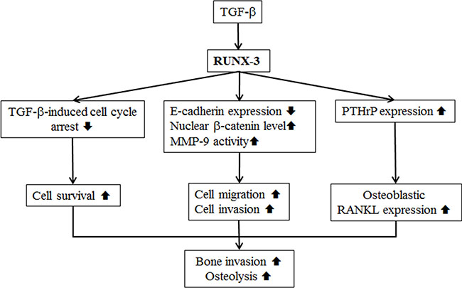 The oncogenic role of RUNX3 in the bone invasion of Ca9.22 OSCC cells is summarized.