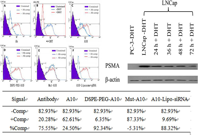 Cell surface competition assay of modified A10 binding to PSMA.