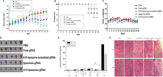 Antitumor activity of A10-liposome-CRISPR/Cas9 chimeras in a xenograft model of prostate cancer (n = 8 /group).