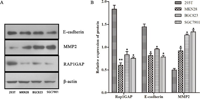 The protein expression of Rap1GAP, E-cadherin and MMP2.