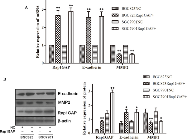 Overexpression Rap1GAP promoted the expression of E-cadherin and suppressed the expression of MMP2 in GC cells.