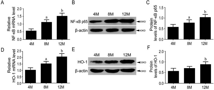 The levels of NF-&#x3ba;B p65 and HO-1 were increased during aging.
