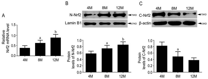Nrf2 pathway was activated during aging in SAMP8 mice.