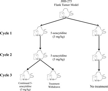 Treatment strategy for 5-azacytidine in the IDH1 mutant flank model.