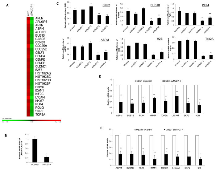 JMJD7-PLA2G4B controls SKP2 expression in HNSCC cells.