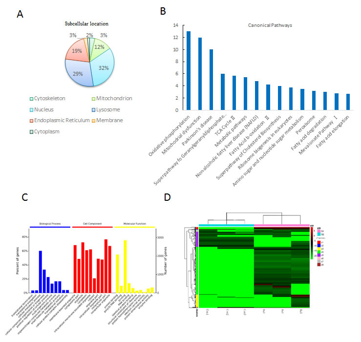 Biological function analysis of the differentially expressed proteins post HU treatment.