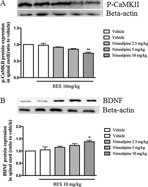 Nimodipine potentiated the effects of resveratrol on p-CaMKII and BDNF expression in the spinal cord.