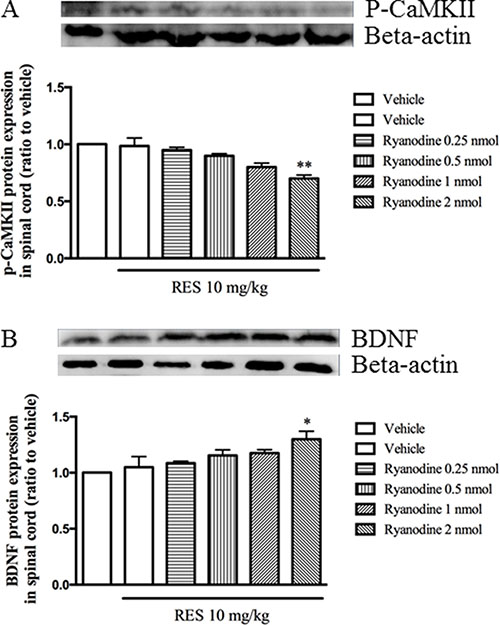 Ryrandine potentiated the effects of resveratrol on p-CaMKII and BDNF expression in the spinal cord.