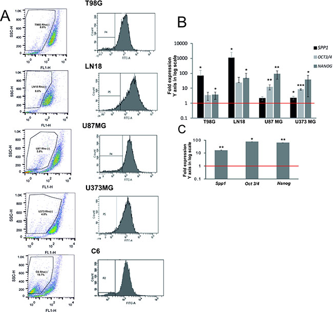 SPP1 expression is up-regulated in glioma initiating cells.