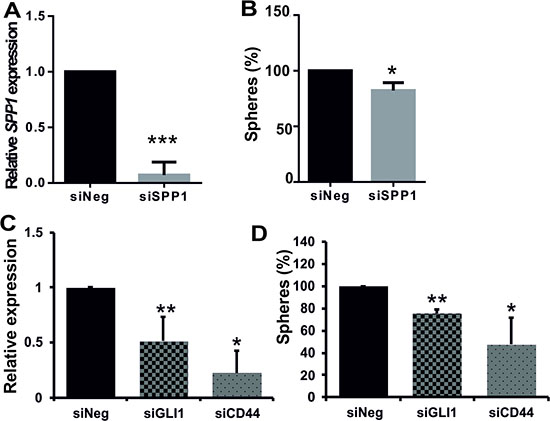 Efficient knockdown of SPP1 expression in glioma cells reduces sphere formation.