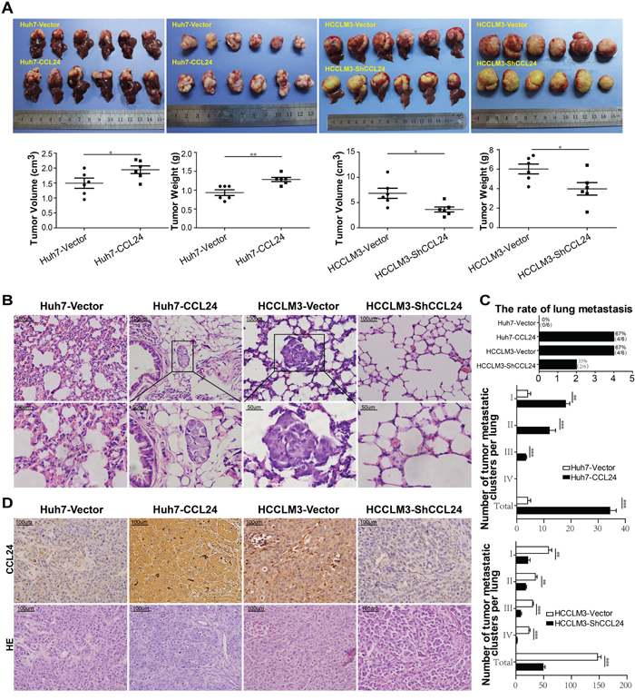 CCL24 promotes HCC progression in a xenograft nude mice model.