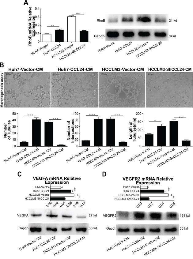 CCL24 promotes migration and invasion of HUVECs and VEGFA signaling pathway.