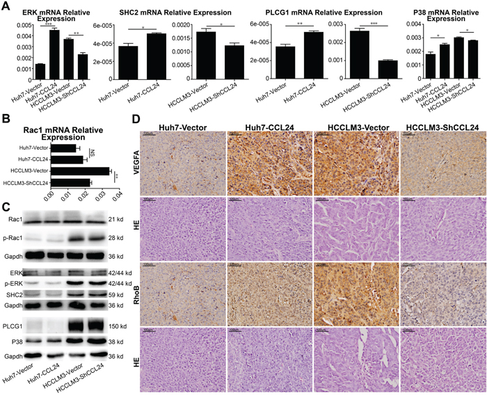 Mechanism of CCL24 promotes HCC cells migration, invasion, and HUVECs angiogenesis via RhoB.