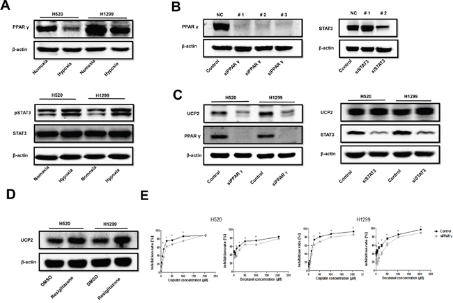 Hypoxia suppressed UCP2 via downregulation of PPAR-&#x03B3; in NSCLCs.