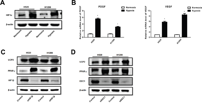Hypoxia suppression of PPAR-&#x03B3; and UCP2 was mediated by HIF-1&#x03B1; in NSCLC cells.