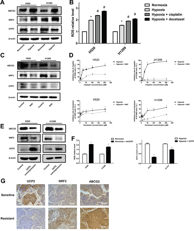 UCP2 suppression induced ABCG2 expression via ROS/Nrf2 in hypoxia-triggered NSCLC chemoresistance.