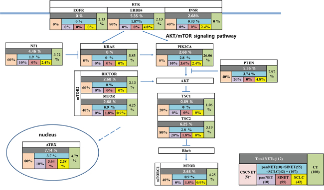 Recurrently mutated RTK-Akt/mTOR pathway genes found in CSNCETs, other NETs, and CT.