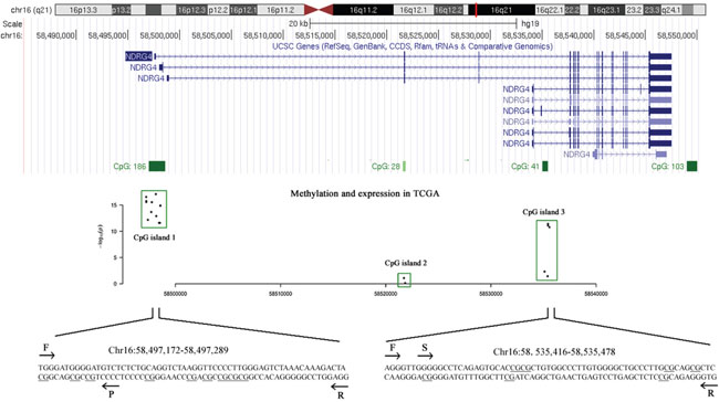 The tested CpG sites in NDRG4 promoter and gene body regions.