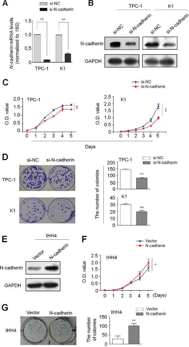 Increased cell proliferation and colony formation in thyroid cancer cells by N-cadherin.