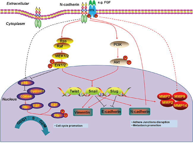 Schematic model of molecular mechanisms underlying tumor-promoting effect of N-cadherin in thyroid cancer.
