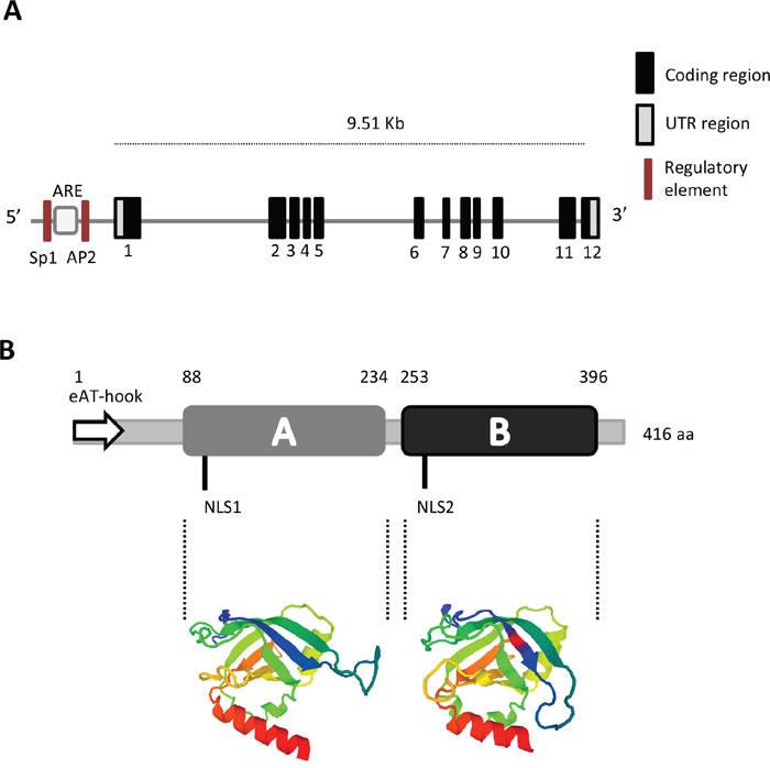 Gene and protein structure of PTOV1.